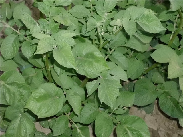 povrće mix3